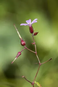 Forest Nature Photography Drucke: Herb Robert, Geranium robertianum