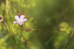 Geranium Robertianum Drucke: Herb Robert, Geranium robertianum