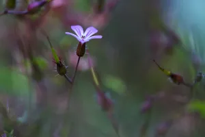 Geraniaceae Family Drucke: Herb Robert, Geranium robertianum