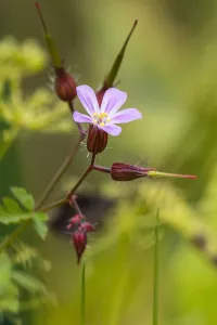 Geraniaceae Family Drucke: Herb Robert, Geranium robertianum