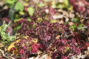 Geraniaceae Family Drucke: Herb Robert, Geranium robertianum