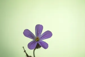 Macro Nature Photography Drucke: Herb Robert, Geranium robertianum