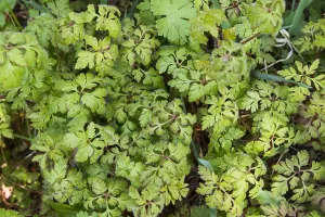 Spring Blossom Drucke: Herb Robert, Geranium robertianum
