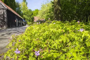 Spring Blossom Drucke: Herb Robert, Geranium robertianum