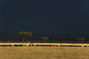 Connochaetes Taurinus Species Drucke: A herd of migrating wildebeests