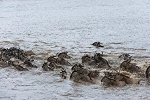 Connochaetes Taurinus Images Drucke: A herd of migrating wildebeests