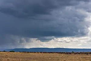 Ein Herd wandernder Gnus.