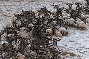 Kenya Safari Animals Drucke: A herd of migrating wildebeests