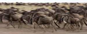National Park Photography Drucke: A herd of migrating wildebeests