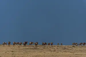 African Mammal Species Drucke: A herd of migrating wildebeests