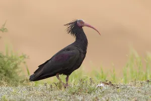 Northern Bald Ibis Drucke: Heremietibis, Waldrapp, Geronticus eremita