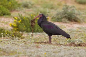 Northern Bald Ibis Drucke: Heremietibis, Waldrapp, Geronticus eremita