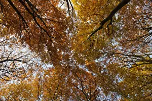 Autumn Trees Europe Drucke: herfstbomen, autunm trees