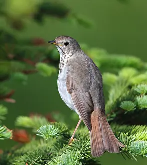 Alaska Wildlife Images Drucke: Hermit Thrush Catharus guttatus