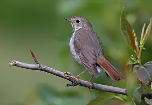 Alaskan Wildlife Images Drucke: Hermit Thrush Catharus guttatus