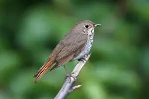 Homer Alaska Wildlife Drucke: Hermit Thrush Catharus guttatus