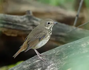 Thrush Species Drucke: Hermit Thrush, Catharus guttatus