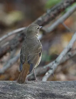Thrush Species Identification Drucke: Hermit Thrush, Catharus guttatus