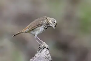 Oktober Drucke: Schwarzkopfammer (Catharus guttatus)