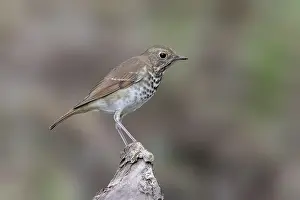 Oktober Drucke: Hermit-Thrush, Catharus guttatus
