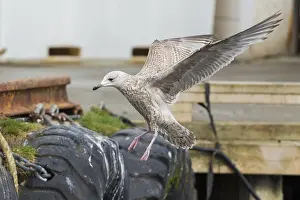 Herring Gull Drucke: Herring Gull