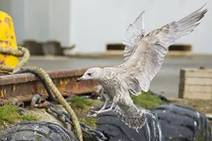 Herring Gull Drucke: Herring Gull