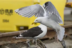 Laridae Family Birds Drucke: Herring Gull