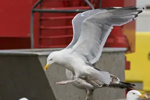 Herring Gull Drucke: Herring Gull