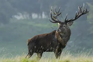 Red Deer Images Drucke: hert in bronstijd