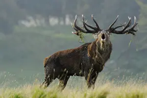 Red Deer Drucke: hert in bronstijd