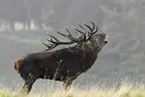 Red Deer Drucke: hert in bronstijd