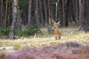 Bilder Datiert 16. September 2011: Hertenbronst