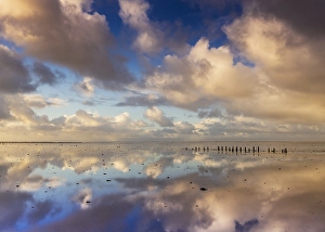 Wadden Sea Nature Reserve Drucke: Het Wierumerwad, the Wierumerwad