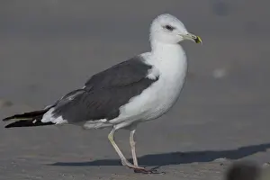 Charadriiformes Family Drucke: Heuglin's Gull