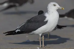 Laridae Family Birds Drucke: Heuglin's Gull