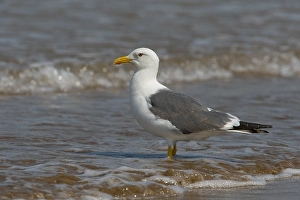 Heuglinsmeeuw, Heuglin-Gänsegeier, Larus heuglini