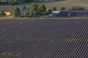 Lavender Field In France Drucke: High angle view of a field of lavender