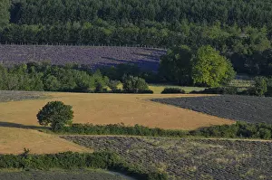 Lavender Fields In France Drucke: High angle view of a field of lavender