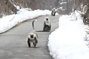 Endangered Species Asia Drucke: Himalayan grey langur Semnopithecus ajax