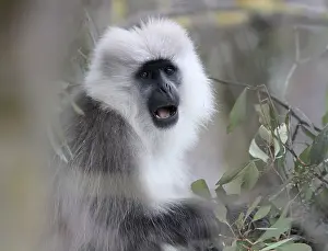 Himalajagrauer Langur Semnopithecus ajax