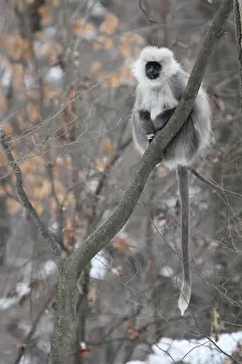 Himalajagrauer Langur Semnopithecus ajax