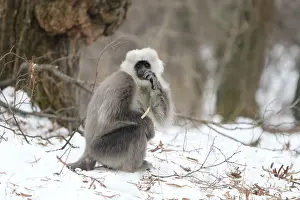 Himalajengrauer Langur Semnopithecus ajax
