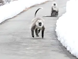 Endangered Species In Asia Drucke: Himalayan grey langur Semnopithecus ajax