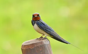 Barn Swallow Images Drucke: Hirundo rustica, Barn Swallow