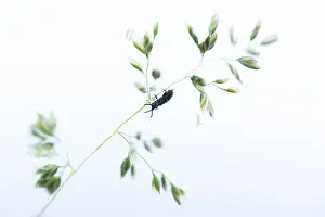 Bilder Datiert 24. Mai 2020: Schwarze Spanne