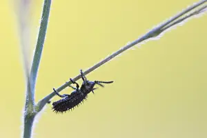 Bilder Datiert 17. Mai 2020: Hispa atra
