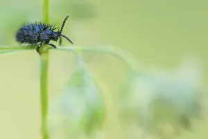 Bilder Datiert 18. Mai 2020: Schwarze Hispane