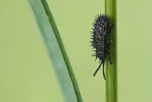 Bilder Datiert 18. Mai 2020: Schwarze Hispa