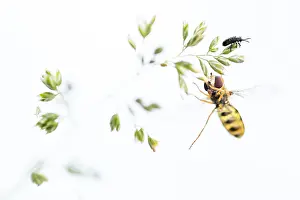 Bilder Datiert 24. Mai 2020: Schwarze Spanne