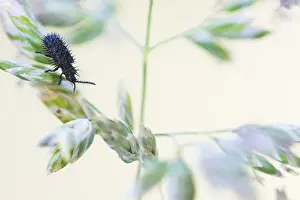 Bilder Datiert 18. Mai 2020: Schwarze Spanne